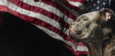 XL Bully Ban: What American Dog Owners Need to Know About Potential Legislation