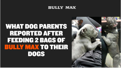Here’s What 99.3% of Customers Say About Bully Max Dog Food