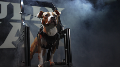 Calorie Needs for Dogs in Competitive Training