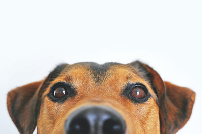 close up of dogs face