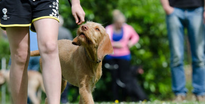 Dog Training Costs 2025