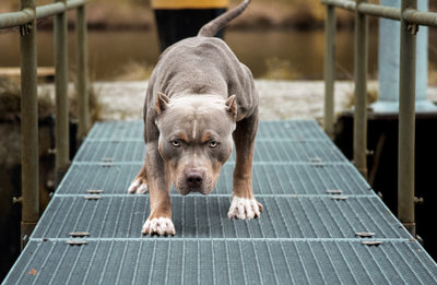 Possessive Aggression - Dogs Guard Their Food
