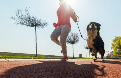 How to exercise your dog