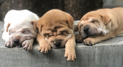 Beginner’s Guide to Puppy Health