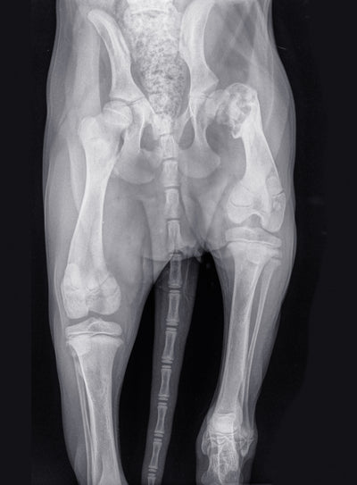 osteoarthritis in dogs