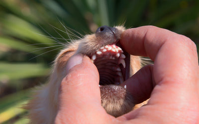 small dog teeth problems