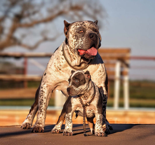 slide image in a carousel