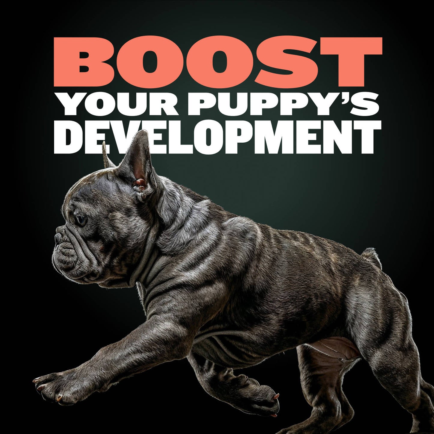 Bully Max Puppy Training Treats
