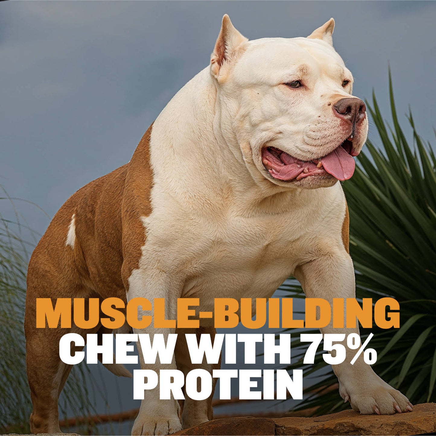 High Protein Power Chew - Pumpkin (Limited)