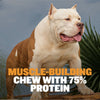 High Protein Power Chew - Pumpkin (Limited)
