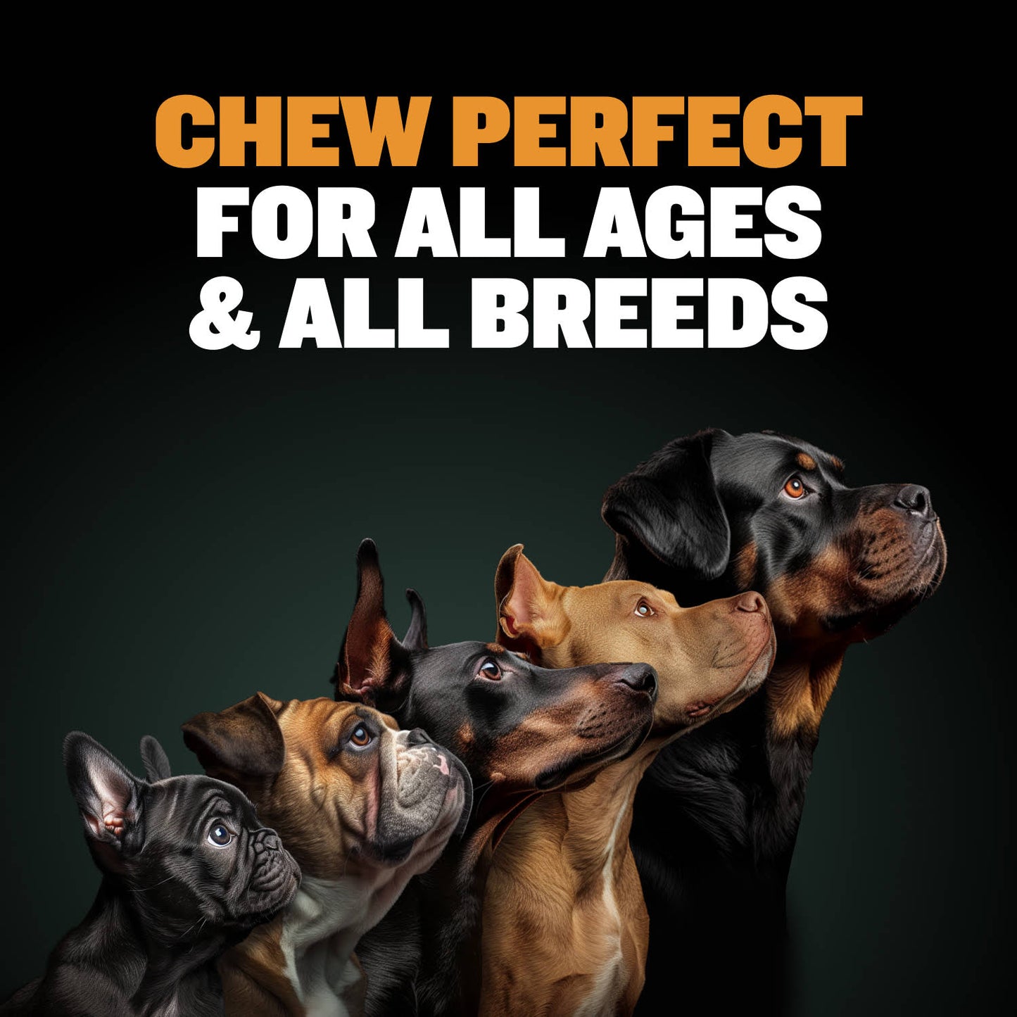 High Protein Power Chew - Pumpkin (Limited)