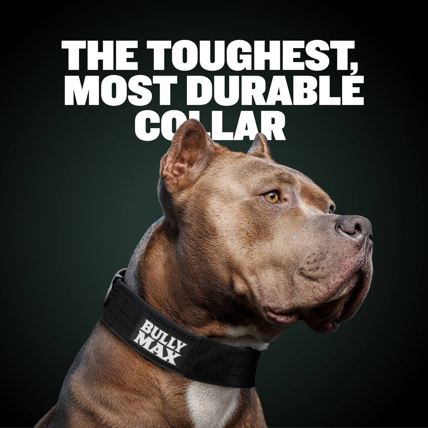 Extra Heavy Duty Dog Collar (Black)