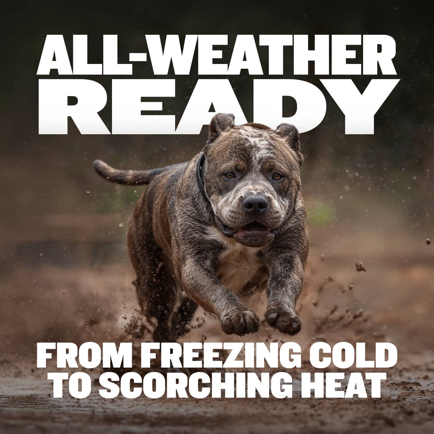 Extra Heavy Duty Dog Collar (Black)