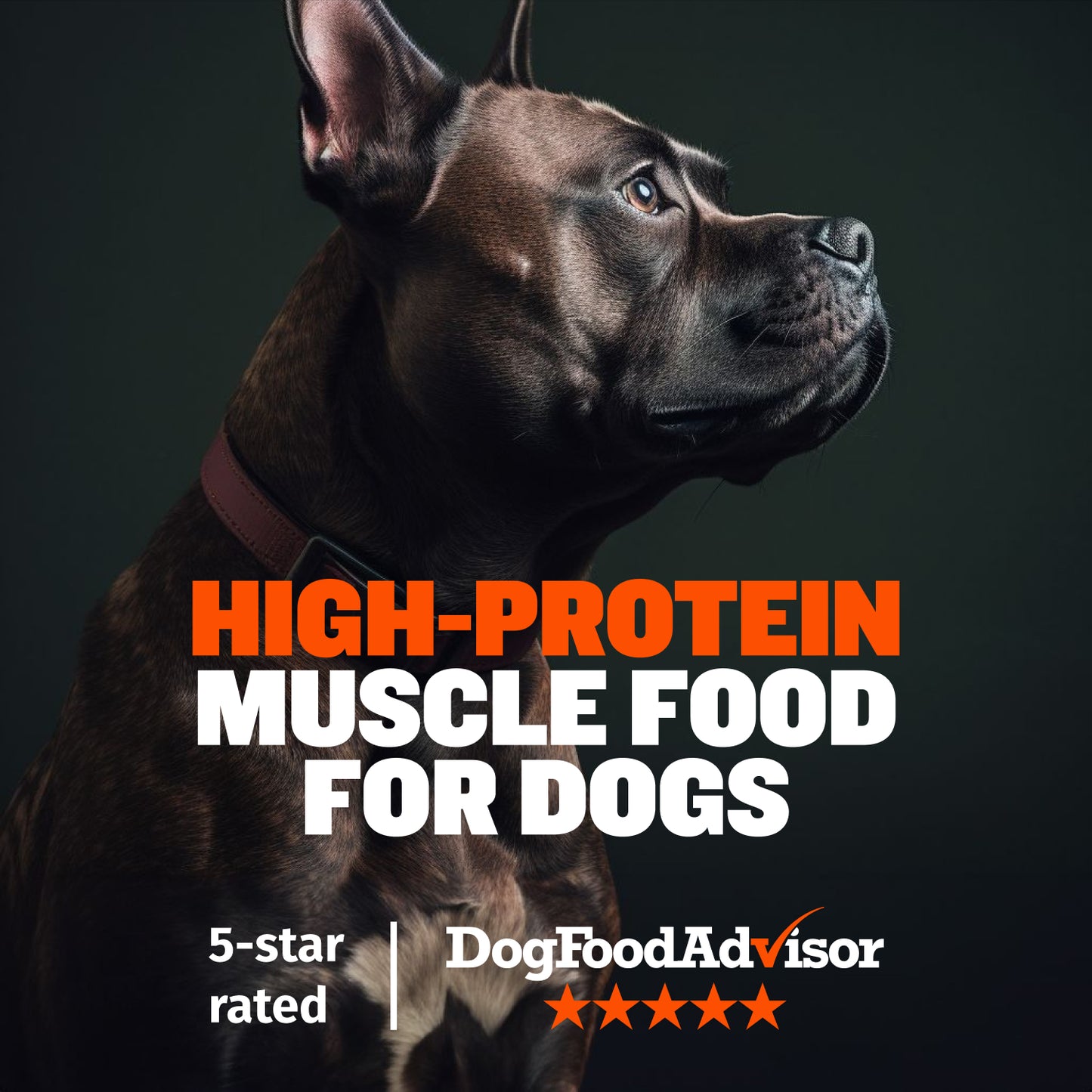 Treats, Dry Food, & Wet Food - Bundle - Chicken Flavor