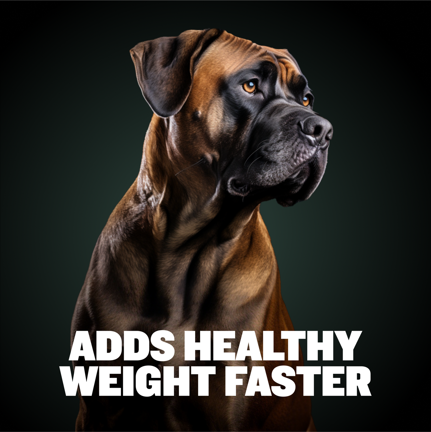 Bully Max Liquid Weight Gainer 2-in-1