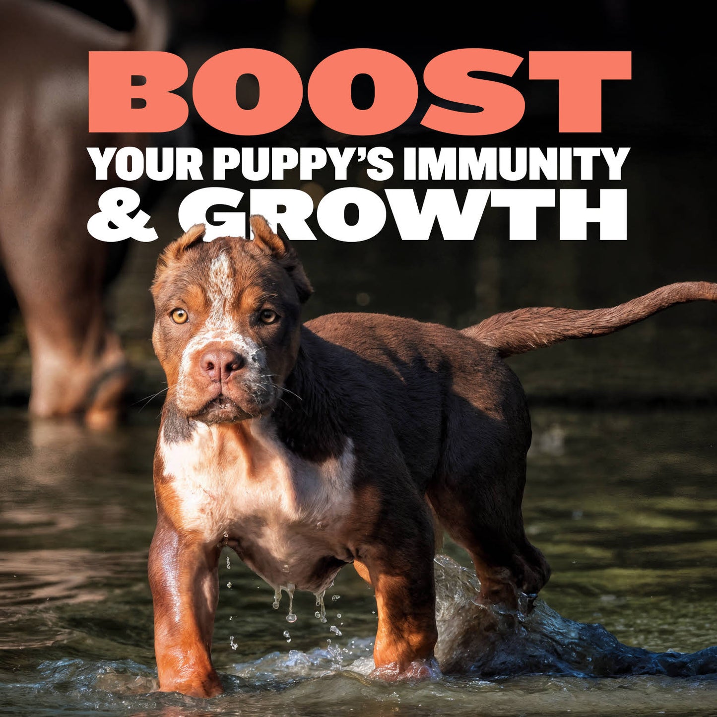 Bully Max Puppy Chews for Immunity & Growth