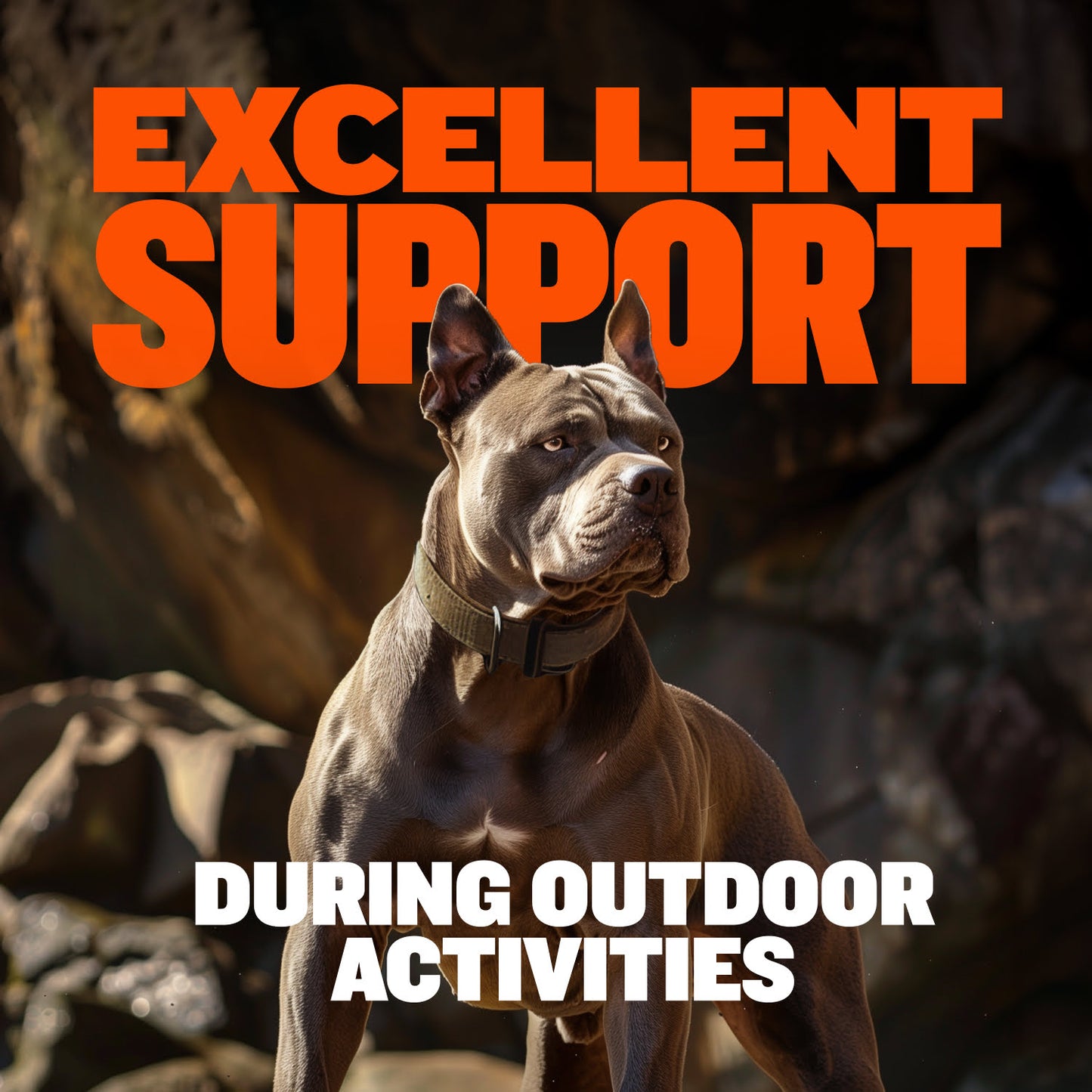 Tactical Dog Collars (Desert Camo)