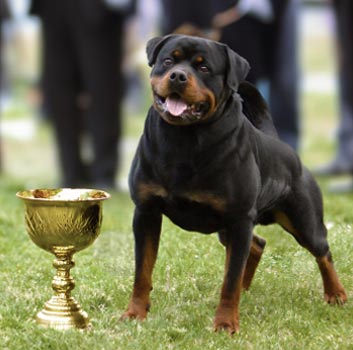 International Champion Rottweiler Primo