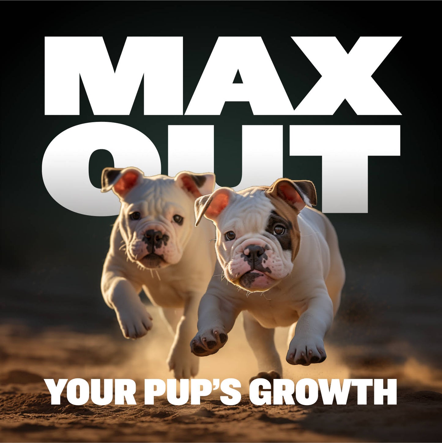 Puppy Starter Pack for Training & Growth