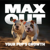 Puppy Starter Pack for Training & Growth