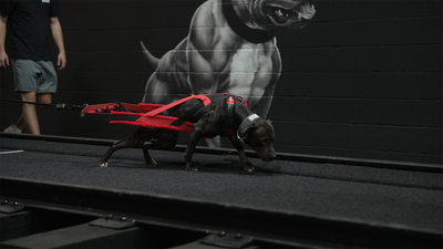 What TruMune Really Does for Your Dog: The Science Behind Bully Max Performance