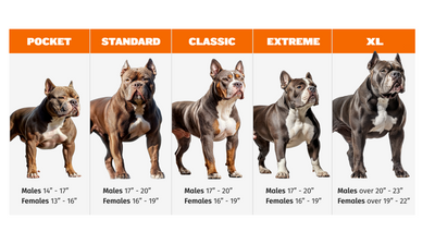 Are Staffordshire Bull Terriers and American Bullies the Same?