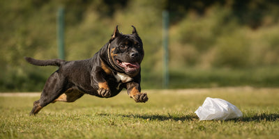 American Bullies Are Crushing These 8 Dog Sports (And Nobody Expected It)