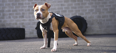 Understanding the ADBA American Pit Bull Terrier Breed Standard
