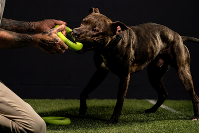 High energy bully breed dog exercising