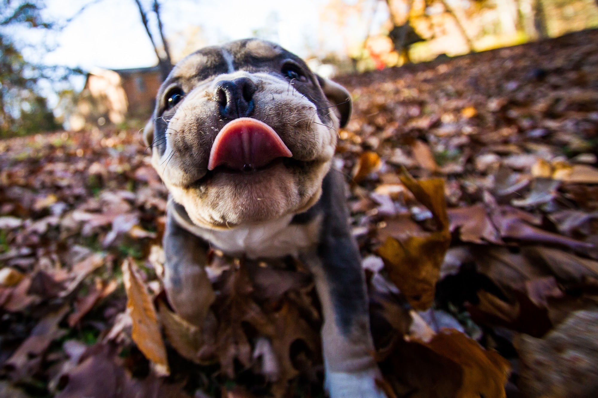 5 Must Read Tips How to Pick a Puppy That's Right for You Bully Max