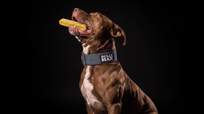 Why Bully Max's High Protein Power Chews Are the Long-Lasting Treat Your Dog Has Been Missing