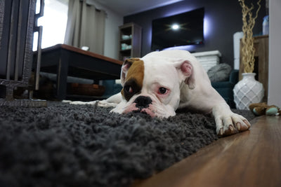 sad dog laying on a rug