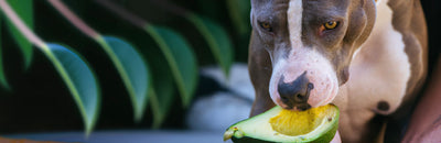 dog eating avocado