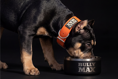 Ear Cropping: Essential Tips for Puppy Owners