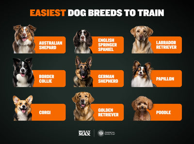 Easiest Dog Breeds to Train [Sassafras Lowrey CPDT-KA]