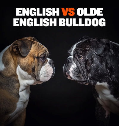 English Bulldog vs Olde English Bulldogge: What are the Differences?