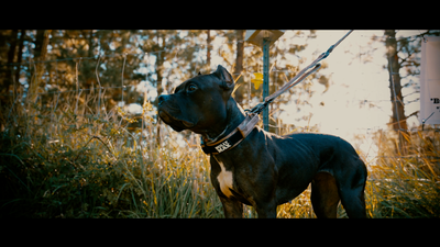 Best Dog Food for Pitbulls in 2025