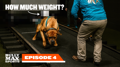 How To Get Started In Dog Weight Pull (UPF Style Guide)