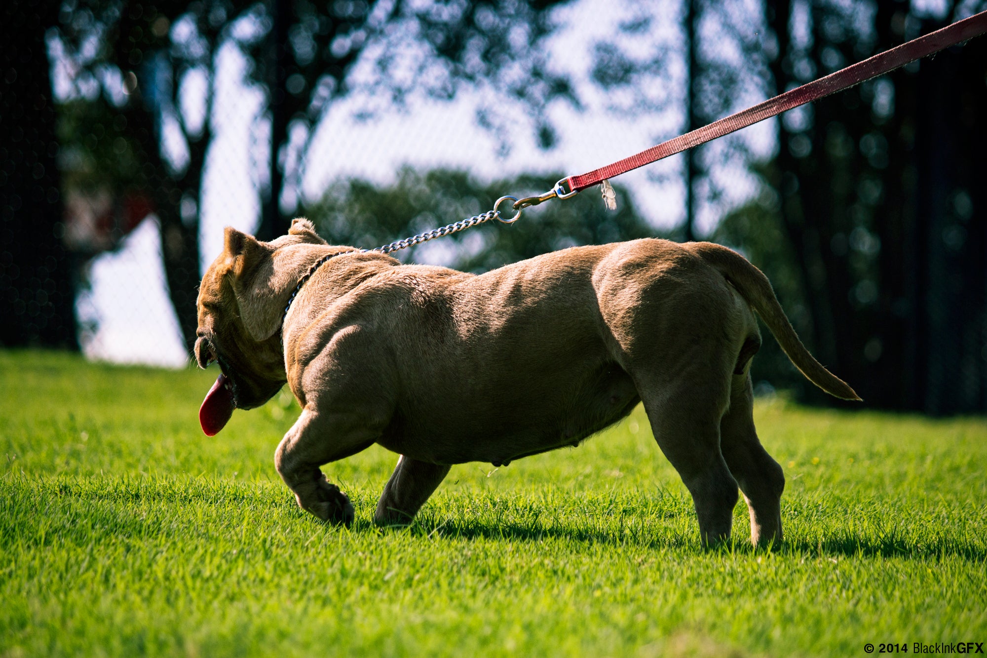 Pitbull pulling on outlet leash