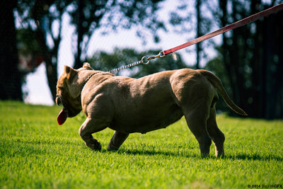Do Weighted Vests for Pitbulls Work for Muscle Growth?
