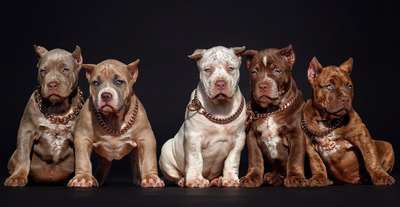 Complete Guide on How to Train a Pitbull Puppy