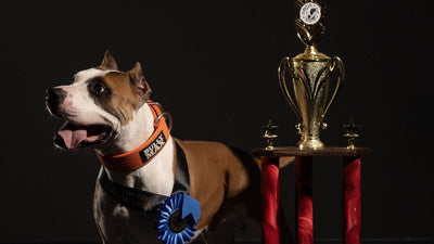 American Pit Bull Terrier in a Bully Max collar with an ADBA Top Dog sash, blue ribbon and trophy