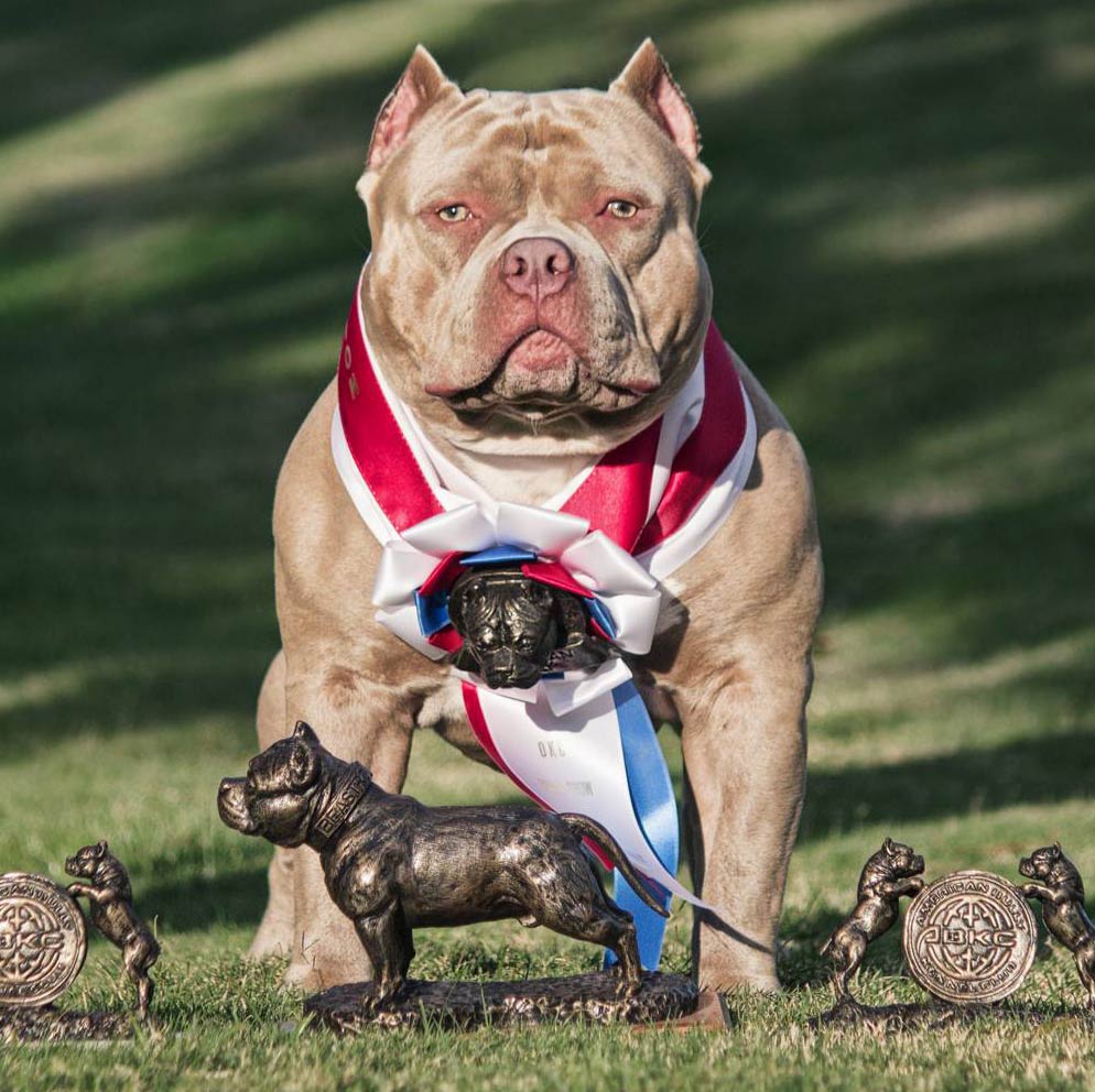 Dog Shows: What you need to know before getting in the ring - Bully Max