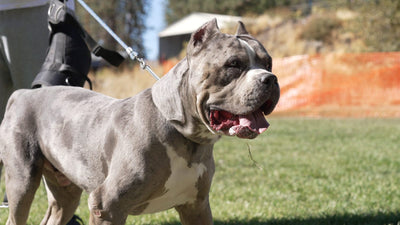 American Bully on a leash at a dog sports event