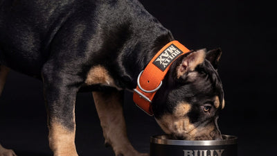 American Bully in a Bully Max collar eating from a Bully Max bowl