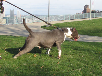 American Bully on a leash in a park overlooking the Pittsburgh skyline
