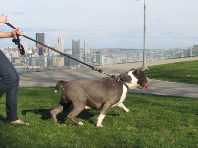 American Bully leaning into its leash in a park above the Pittsburgh skyline
