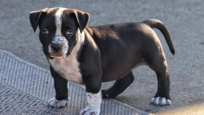 Black and white American Bully puppy standing outdoors