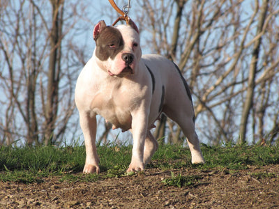 Muscular white and grey American Bully standing in a stacked stance at a Pittsburgh park