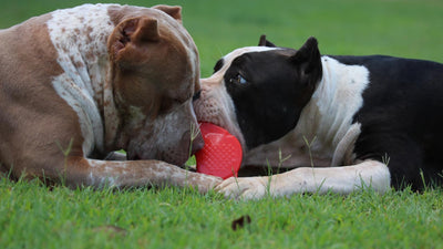 Two American Bullies playing tug with a red toy on the grass